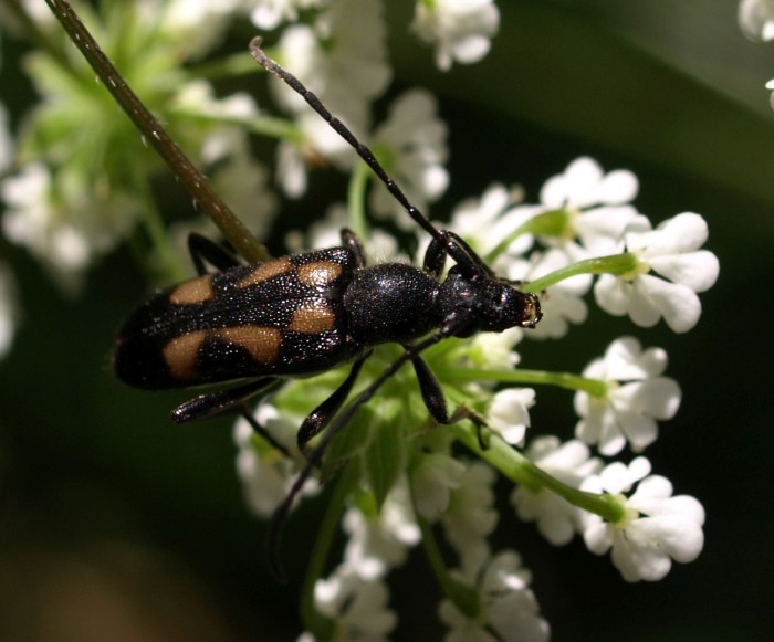 Gefleckter Halsbock, Anoplodera sexguttata