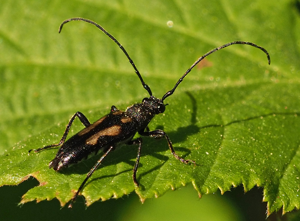 Gefleckter Halsbock, Anoplodera sexguttata