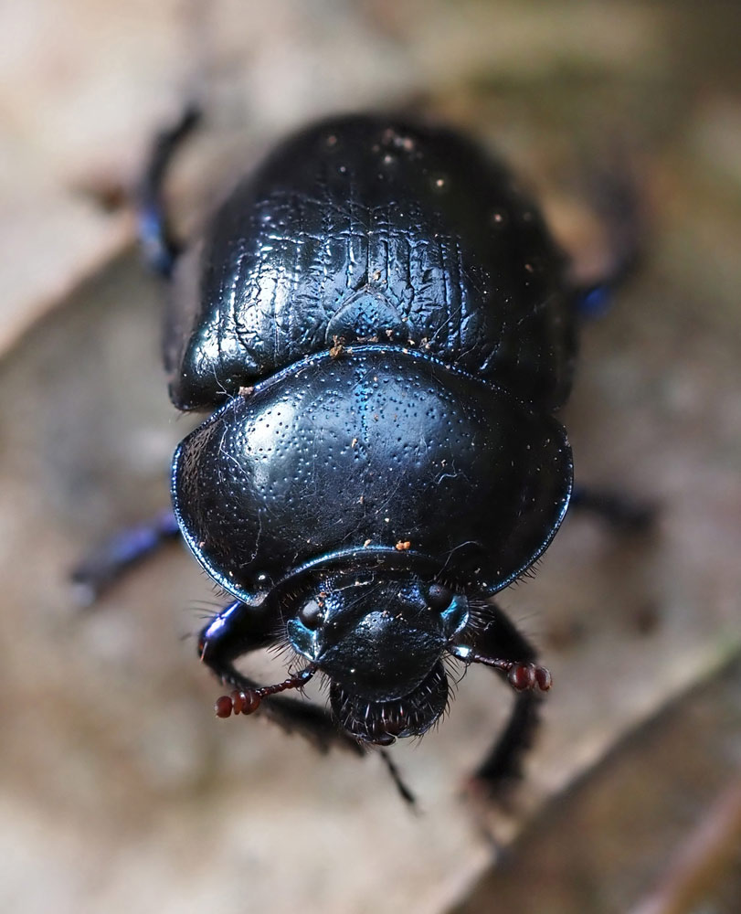 Waldmistkäfer, Anoplotrupes stercorosus 