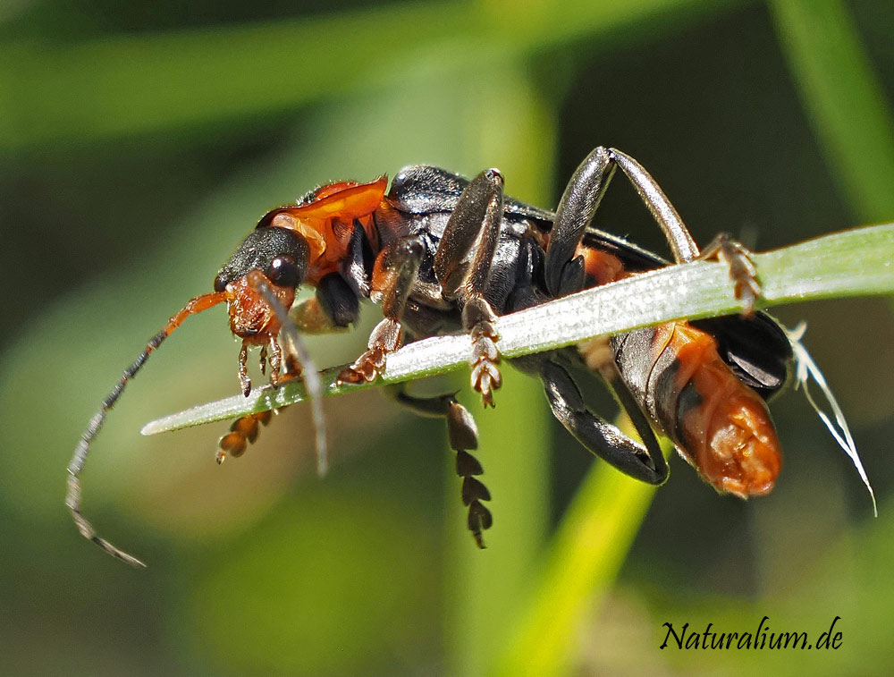 Gemeiner Weichkäfer, Cantharis fusca Gemeiner Weichkäfer, Cantharis fusca