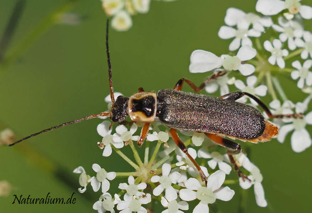 Graugelber Weichkäfer, Cantharis nigricans Graugelber Weichkäfer, Cantharis nigricans