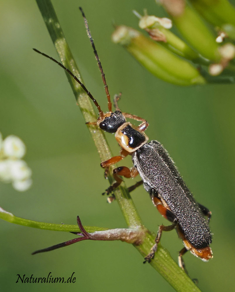 Graugelber Weichkäfer, Cantharis nigricans Graugelber Weichkäfer, Cantharis nigricans