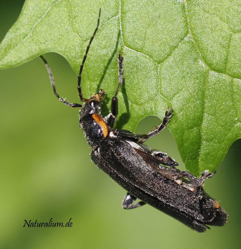 Fliegenkäfer-Artenpaar, Cantharis paradoxa_obscura