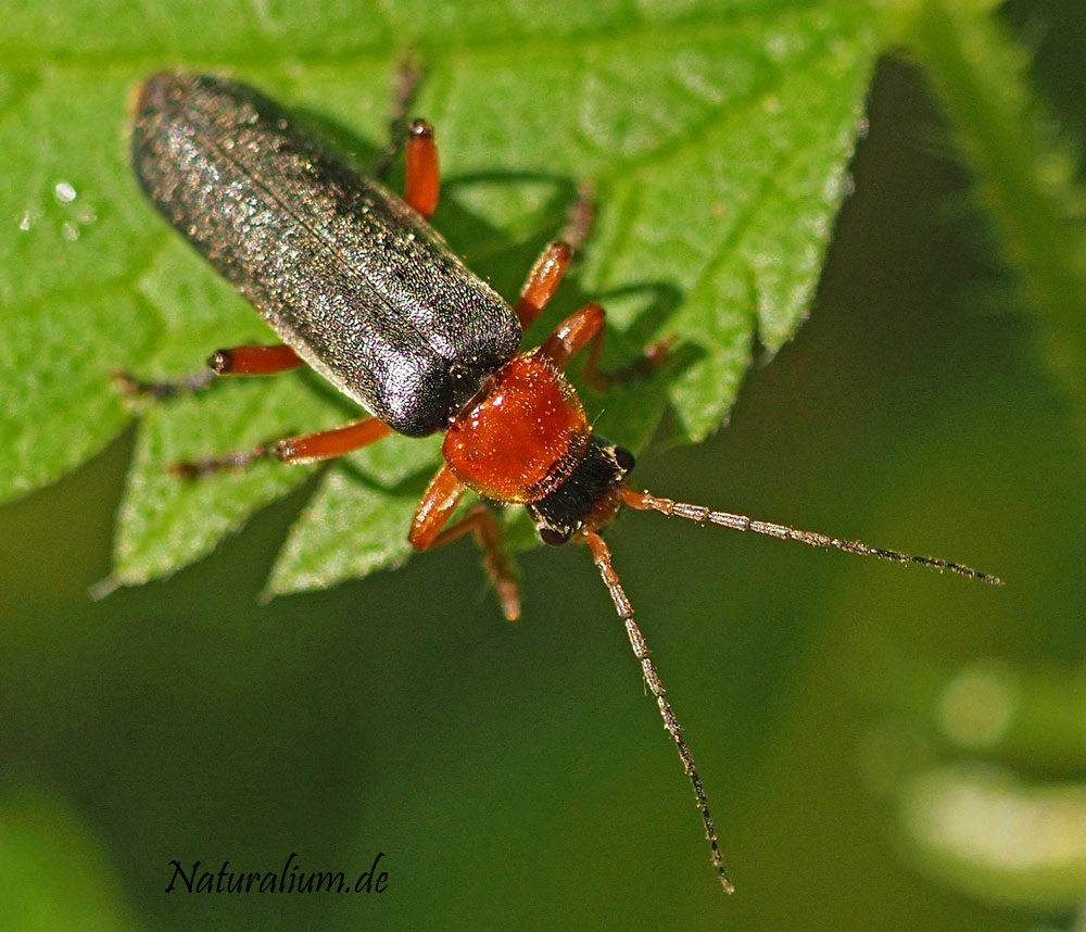 Rotschwarzer Weichkäfer, Cantharis pellucida