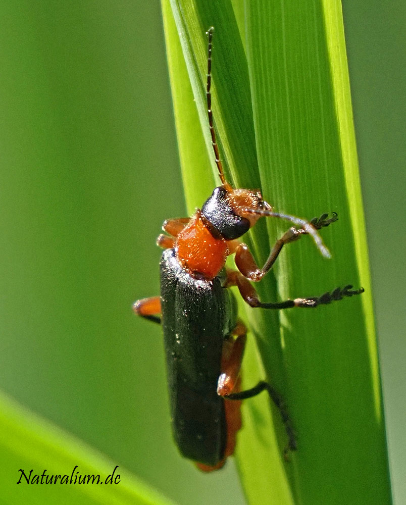 Rotschwarzer Weichkäfer, Cantharis pellucida