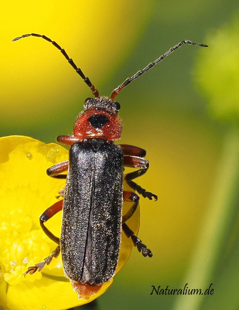 Schlichter Fliegenkäfer, Cantharis rustica Schlichter Fliegenkäfer, Cantharis rustica