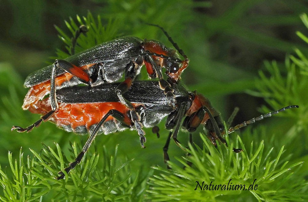 Schlichter Fliegenkäfer, Cantharis rustica Schlichter Fliegenkäfer, Cantharis rustica