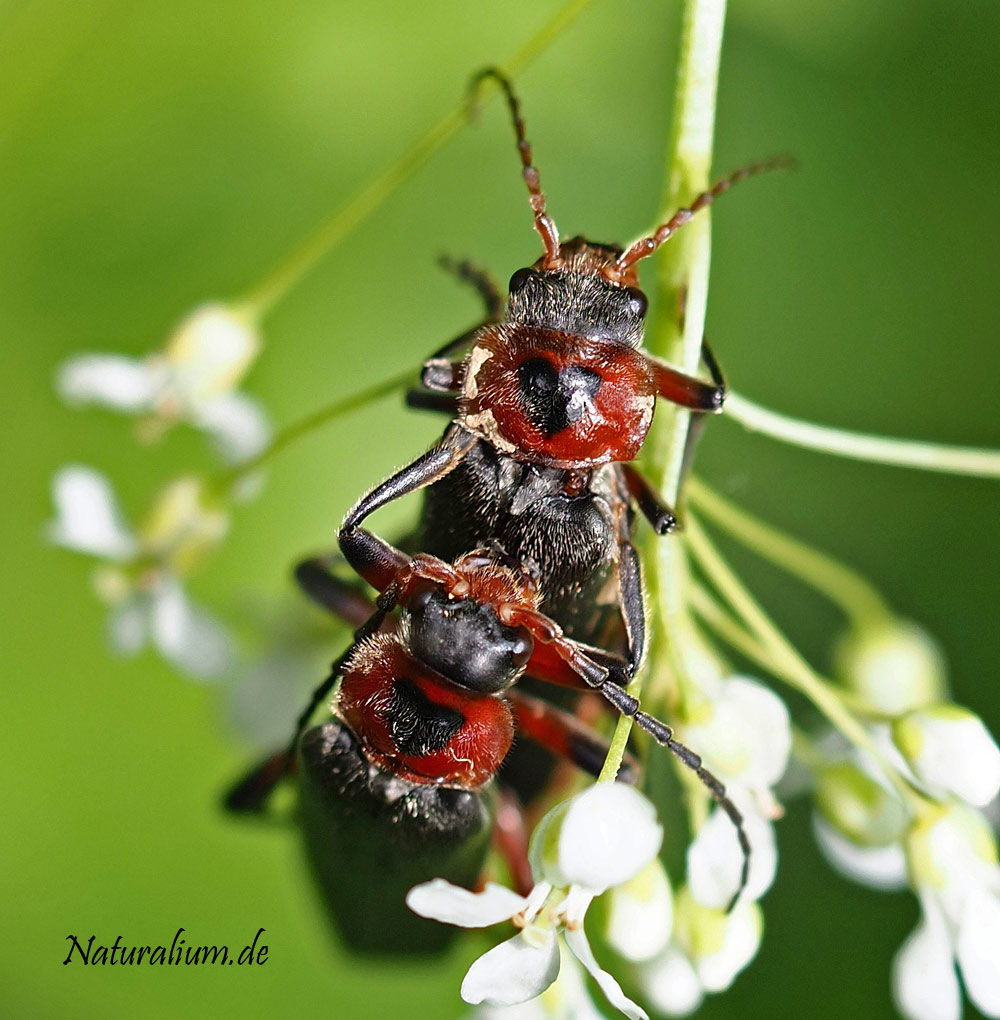Schlichter Fliegenkäfer, Cantharis rustica Schlichter Fliegenkäfer, Cantharis rustica