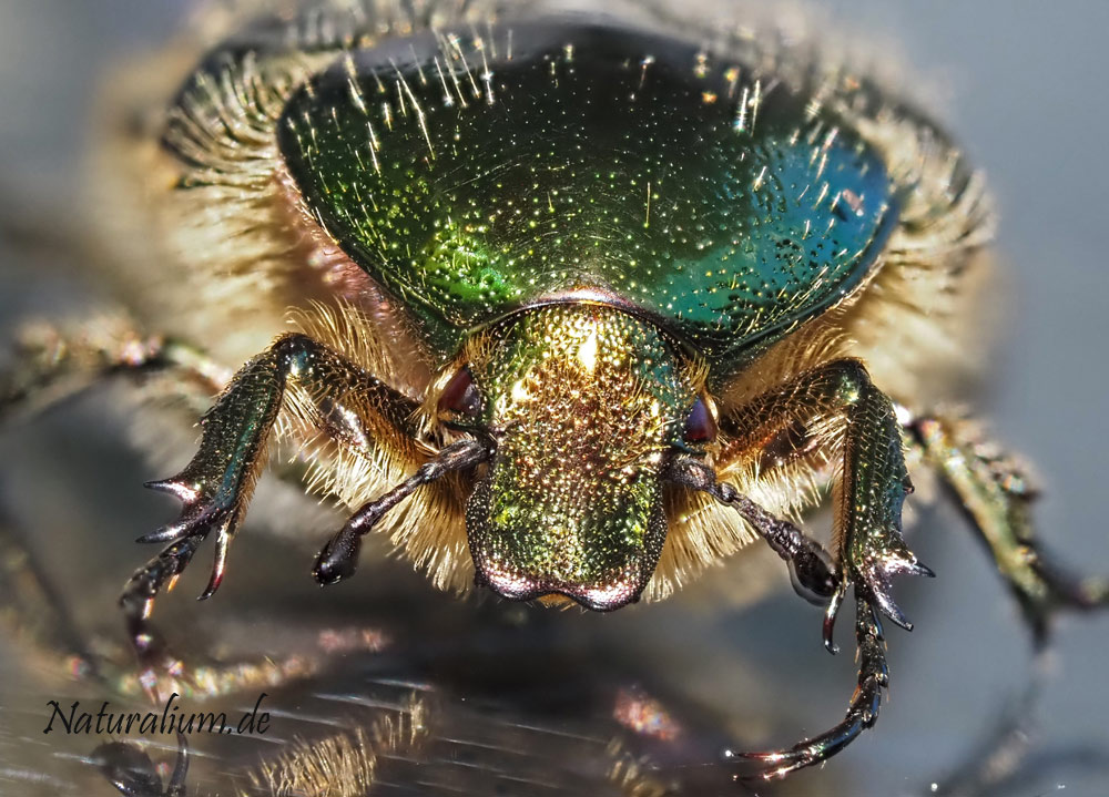 Gemeiner Rosenkäfer, Cetonia aurata Gemeiner Rosenkäfer, Cetonia aurata