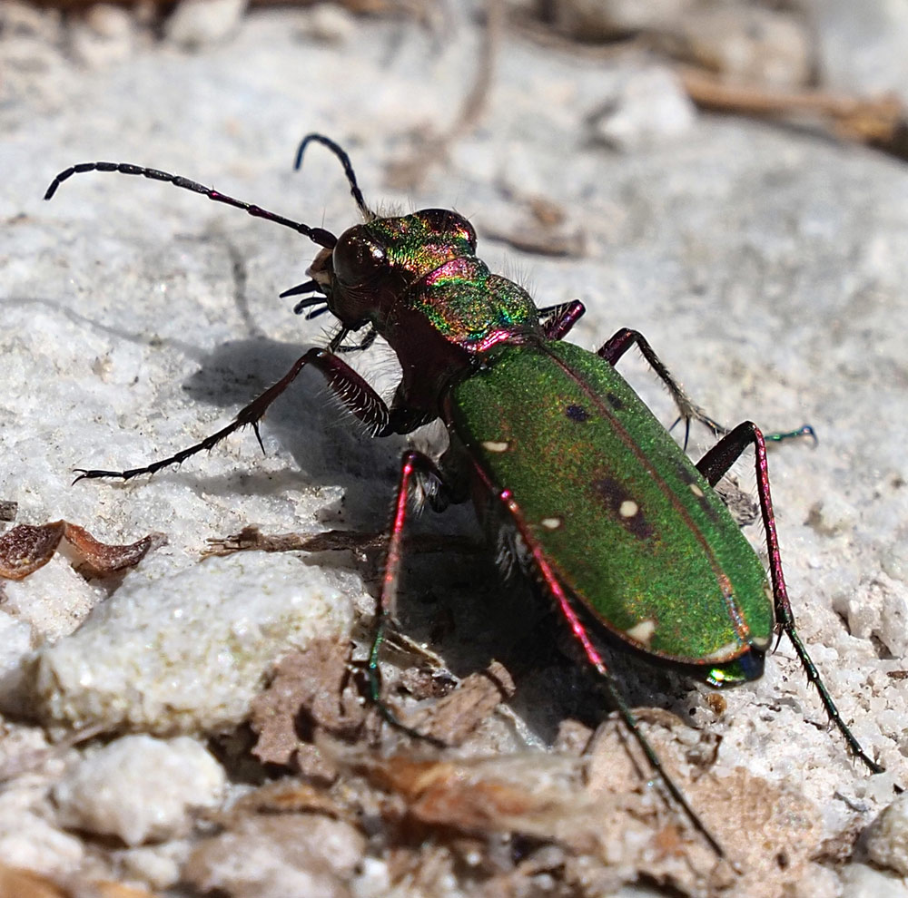 Feld-Sandlaufkäfer, Cicindela campestris