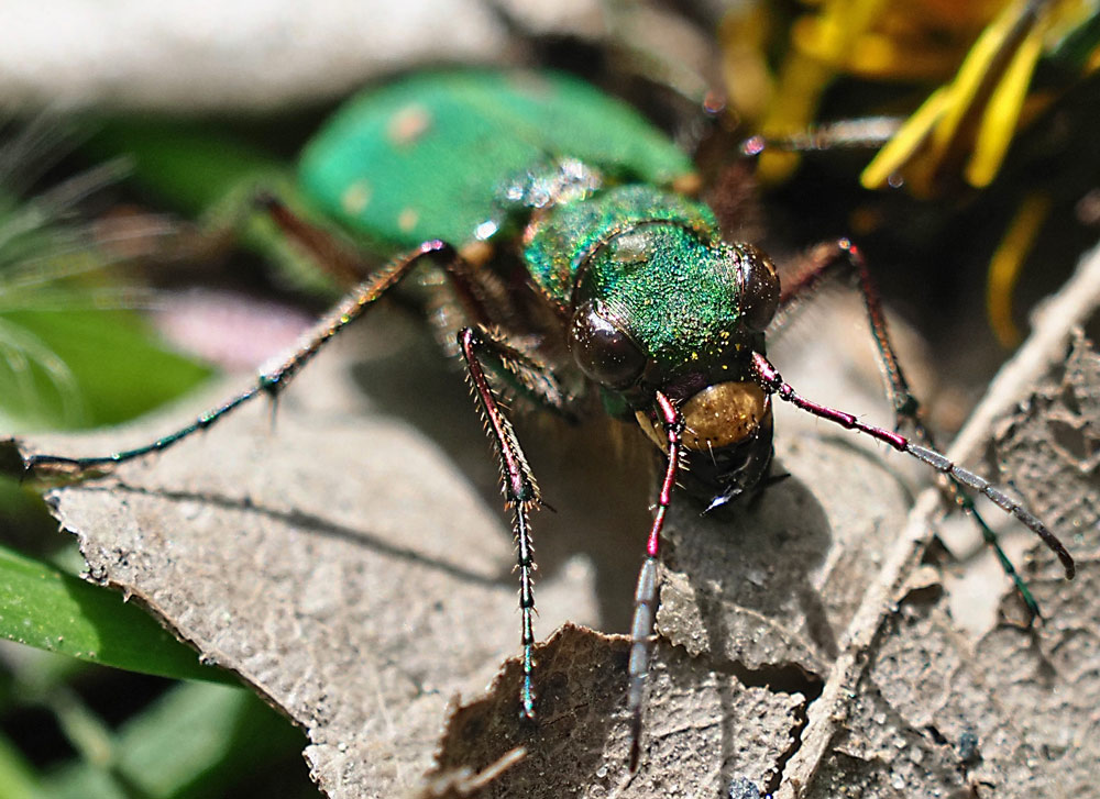 Feld-Sandlaufkäfer, Cicindela campestris