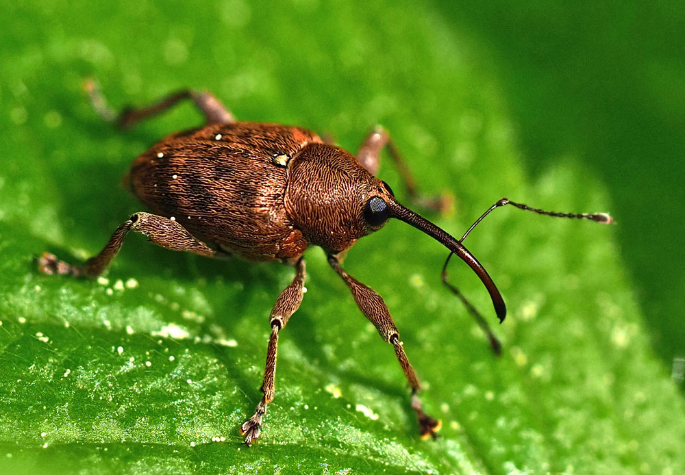 Eichelbohrer, Curculio glandium
