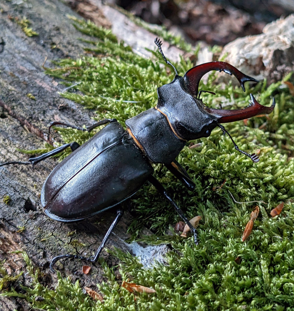 Hirschkäfer, Lucanus cervus