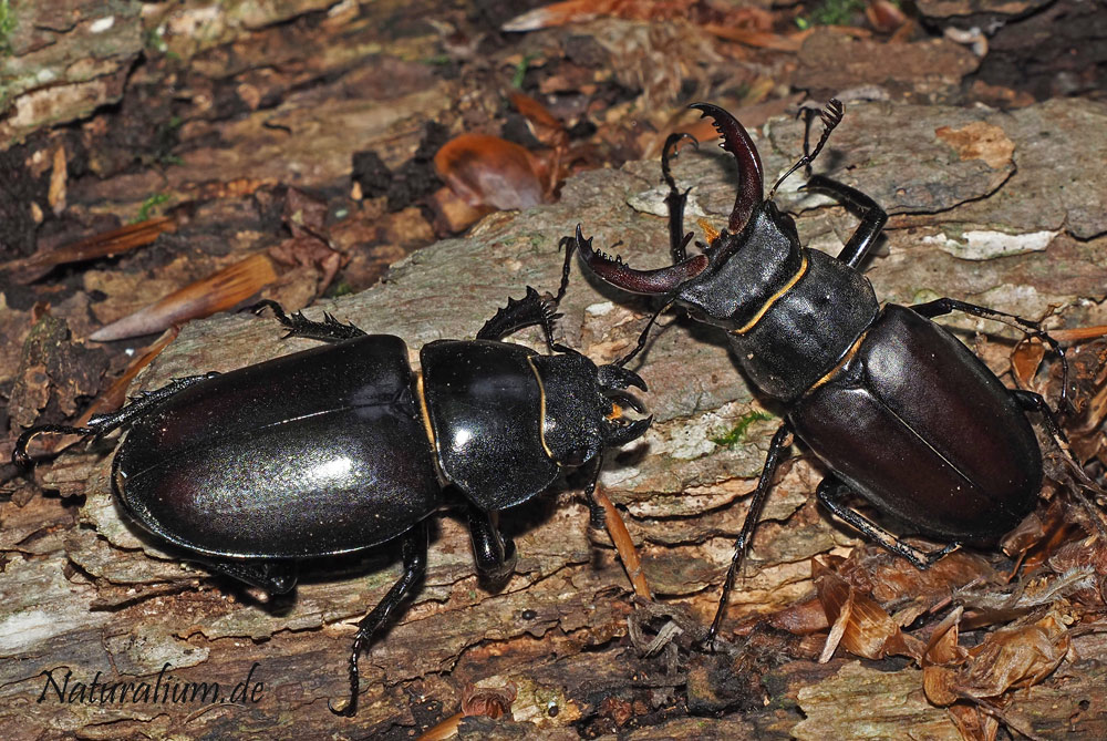 Hirschkäfer, Lucanus cervus