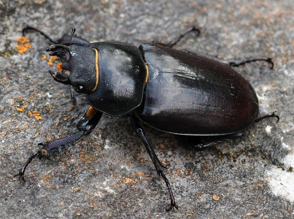 Hirschkäfer, Lucanus cervus Weibchen