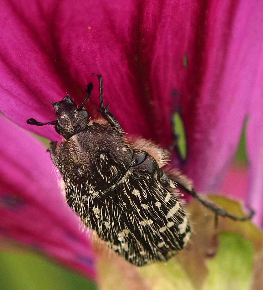 Trauer-Rosenkäfer, Oxythyrea funesta