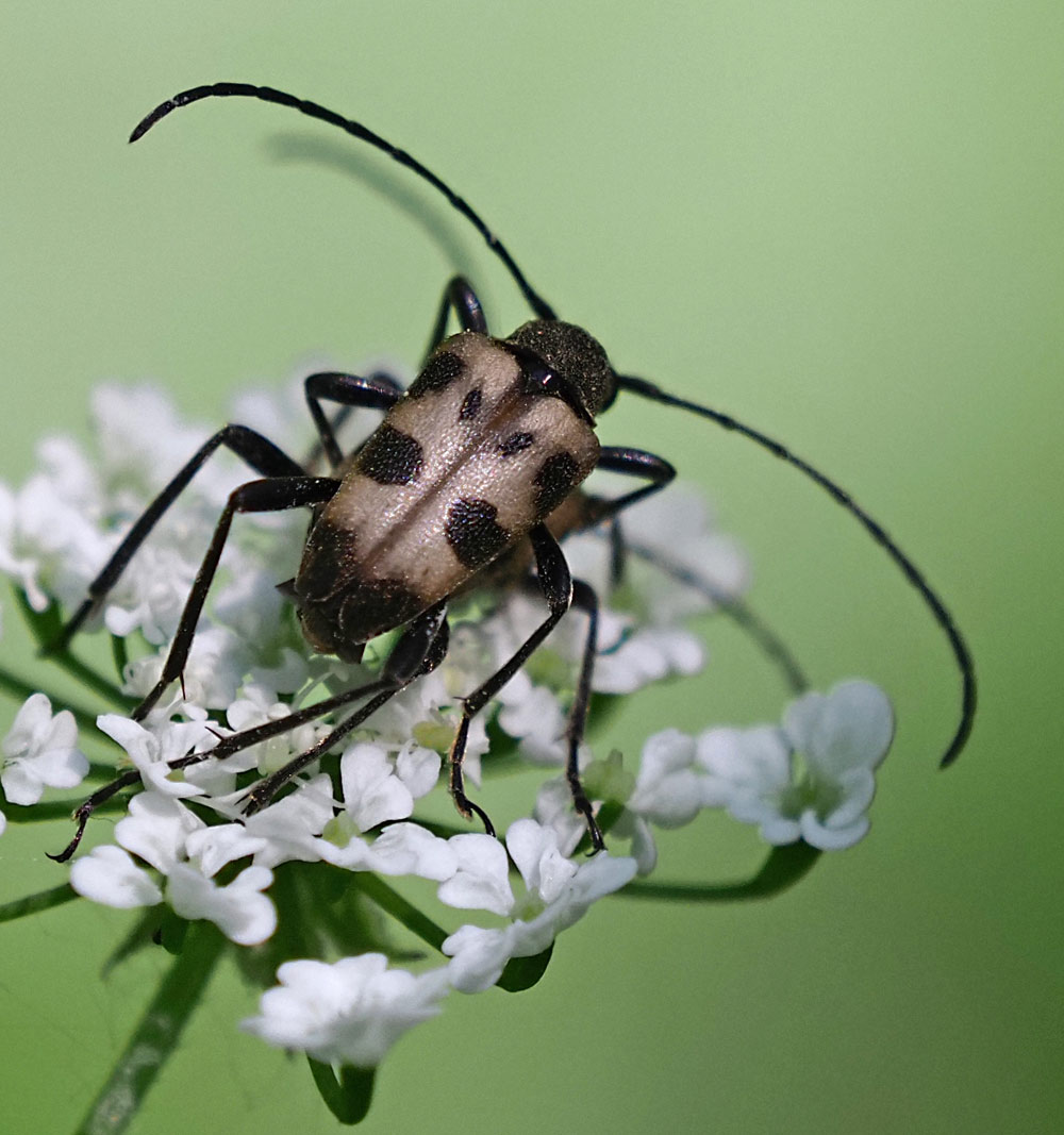Gefleckter Blütenbock, Pachytodes cerambyciformis