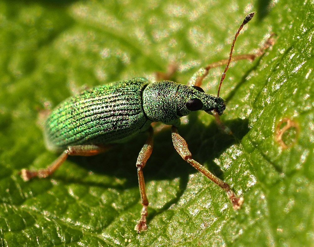 Seidiger Glanzrüssler, Polydrusus sericeus