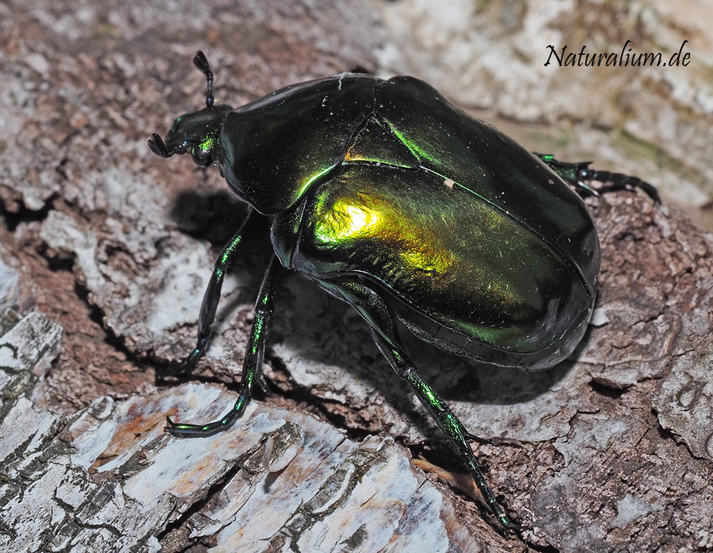 Großer Rosenkäfer, Protaetia speciosissima Großer Rosenkäfer, Protaetia speciosissima
