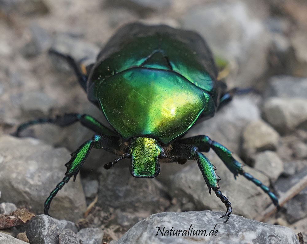 Großer Rosenkäfer, Protaetia speciosissima Großer Rosenkäfer, Protaetia speciosissima