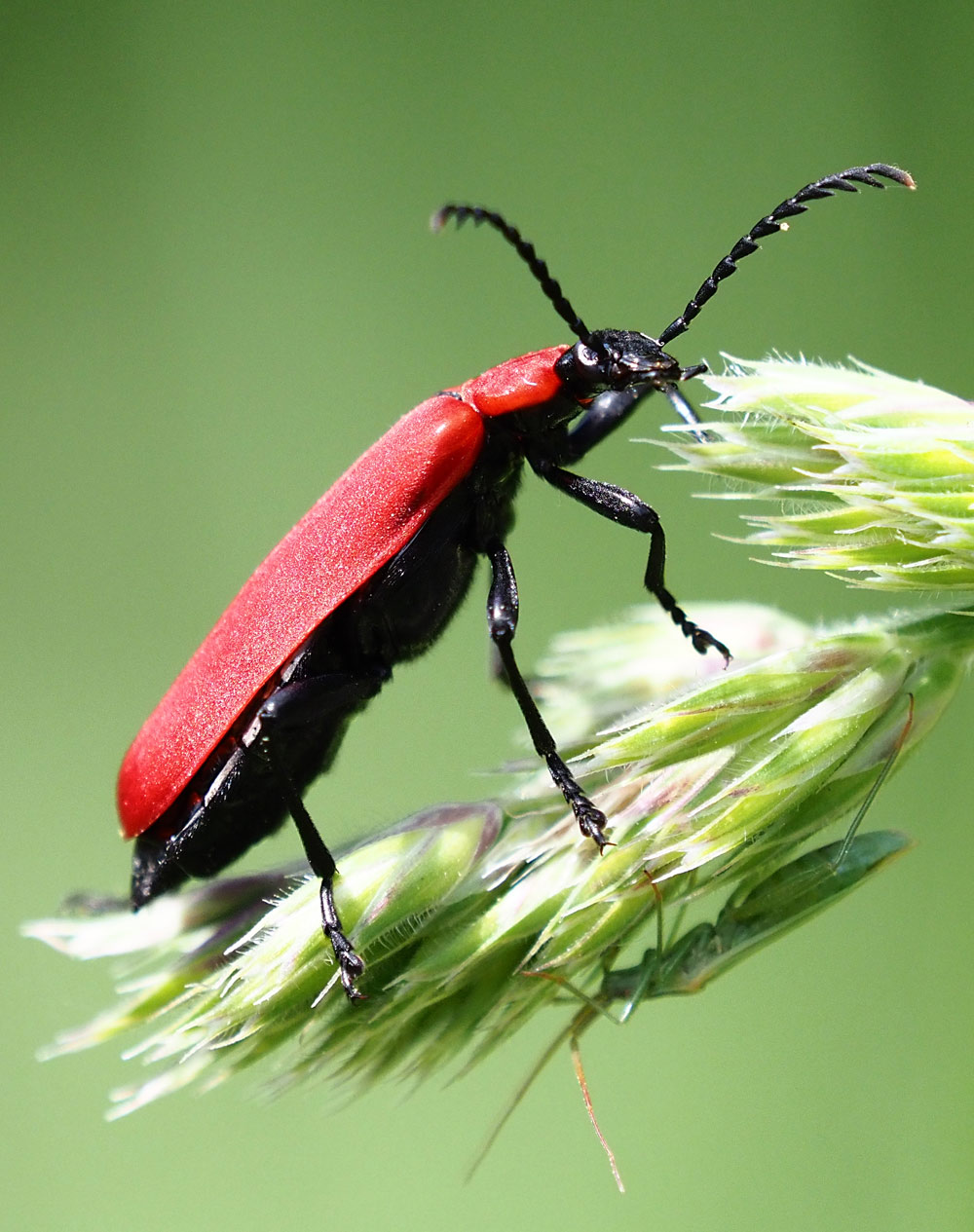 Scharlachroter Feuerkäfer, Pyrochroa coccinea