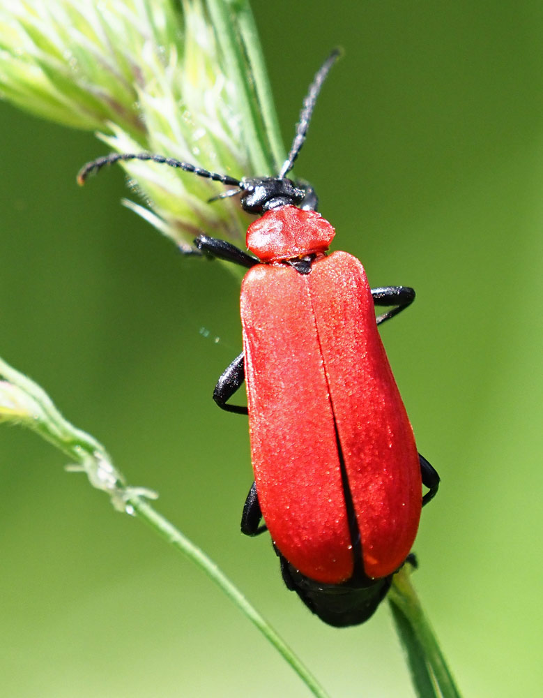 Scharlachroter Feuerkäfer, Pyrochroa coccinea