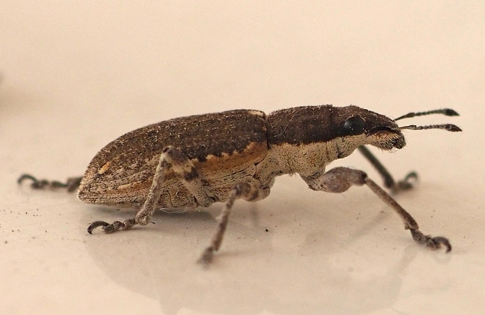 Grauer Blattrandrüssler, Sitona griseus