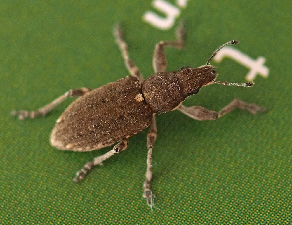 Grauer Blattrandrüssler, Sitona griseus
