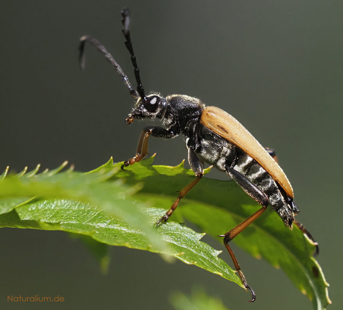 Rothalsbock, Stictoleptura rubra