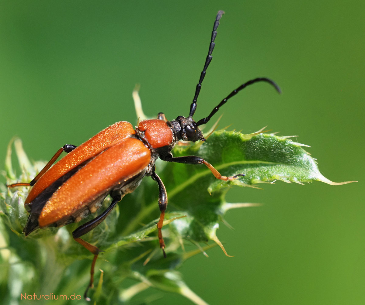 Rothalsbock, Stictoleptura rubra Weibchen