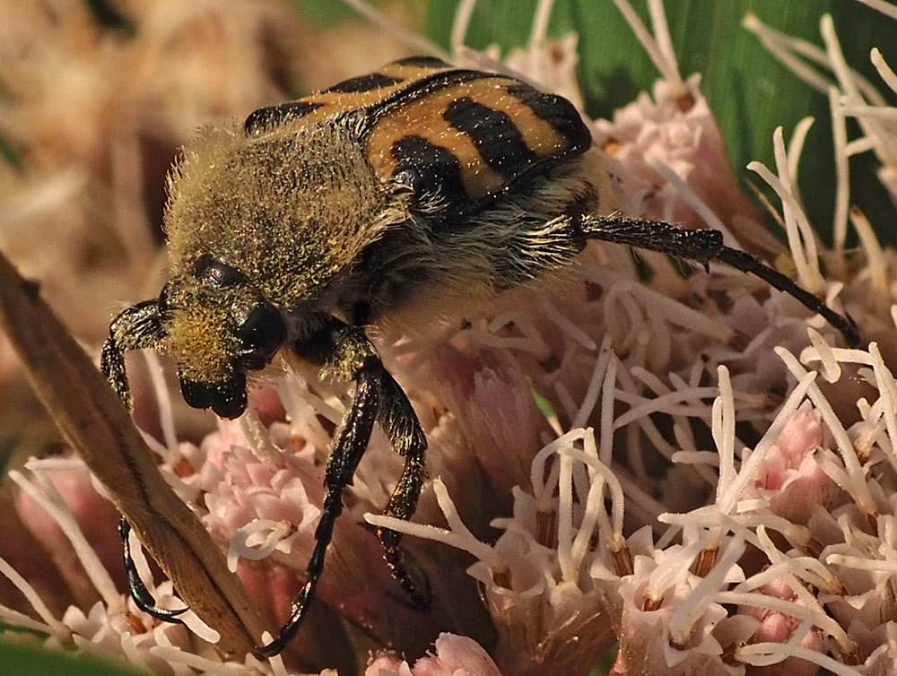 Glattschieniger Pinselkäfer, Trichius gallicus Männchen