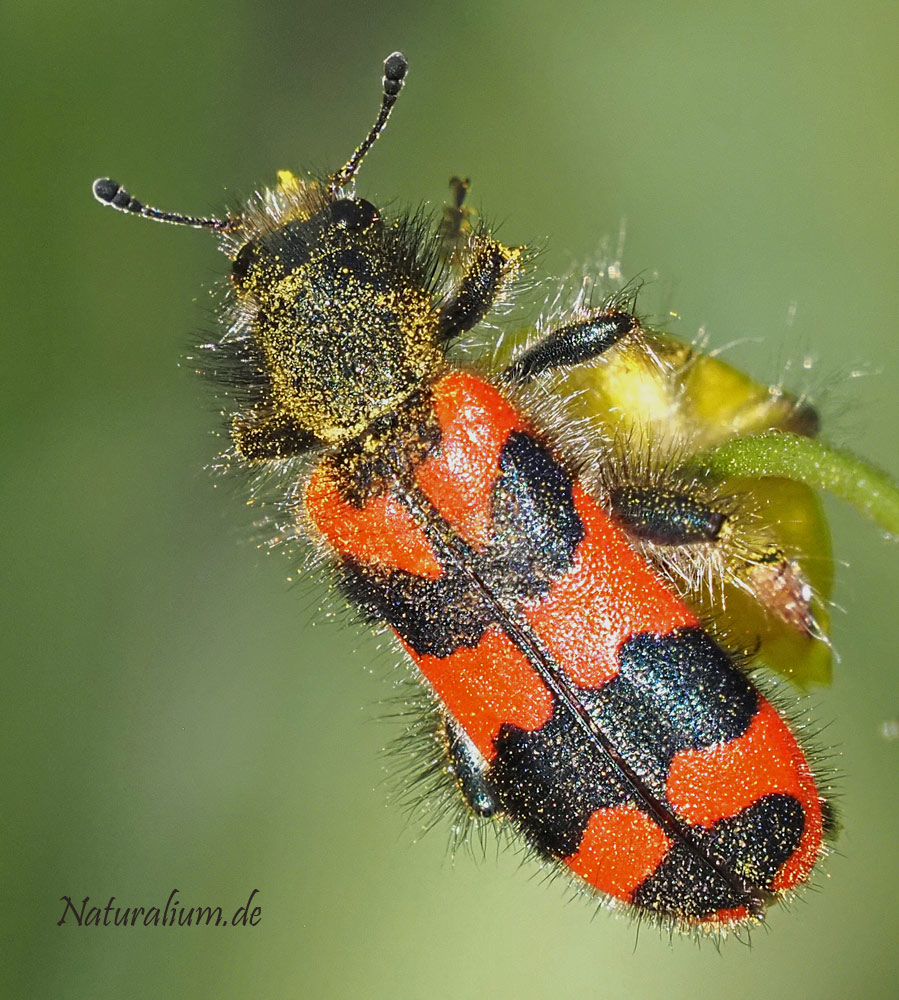 Zottiger Bienenkäfer, Trichodes alvearius Zottiger Bienenkäfer, Trichodes alvearius