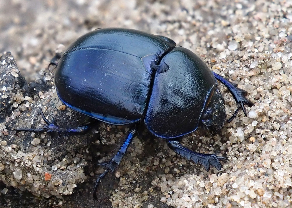 Frühlingsmistkäfer, Trypocopris vernalis