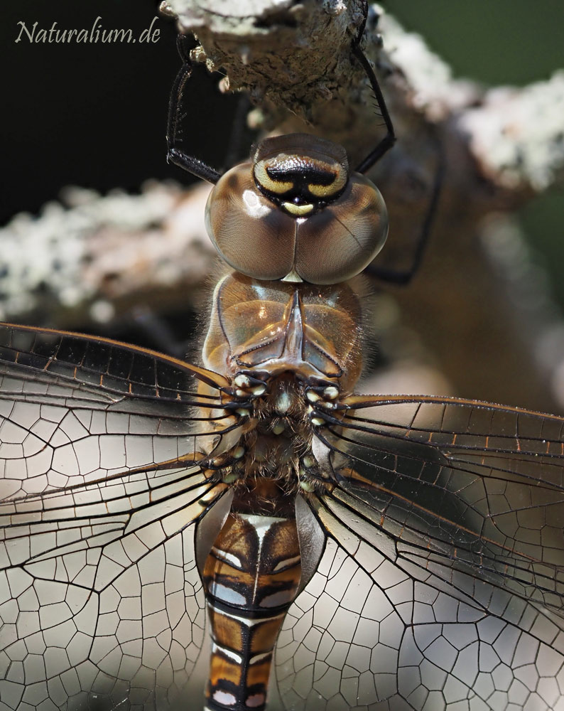 Herbst-Mosaikjungfer, Aeshna mixta