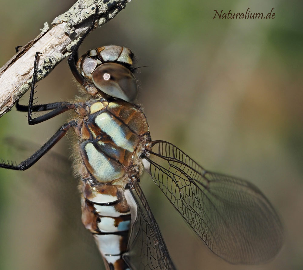 Herbst-Mosaikjungfer, Aeshna mixta