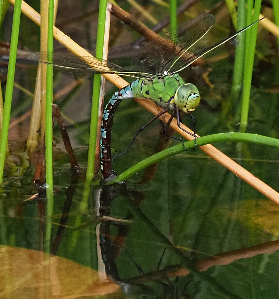 Große Königslibelle, Anax imperator Eiablage