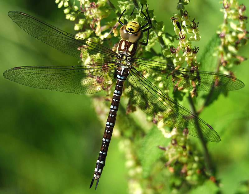 Blaugrüne Mosaikjungfer, Aeshna cyanea