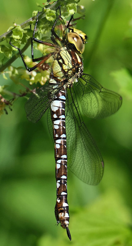 Blaugrüne Mosaikjungfer, Aeshna cyanea