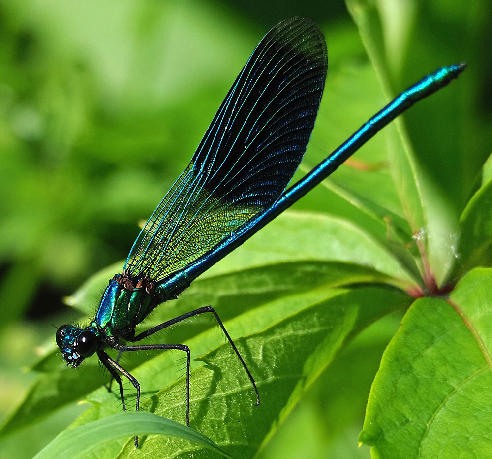 Gebänderte Prachtlibelle, Calopteryx splendens