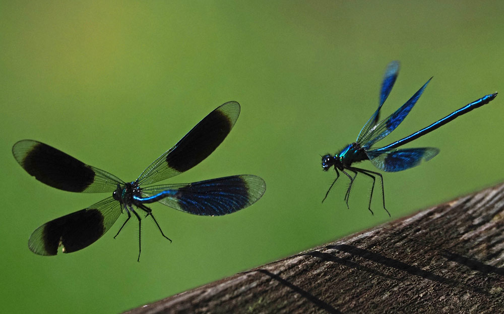 Gebänderte Prachtlibelle, Calopteryx splendens