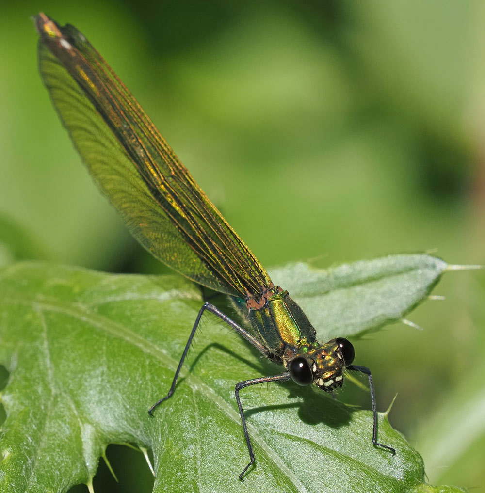 Gebänderte Prachtlibelle, Calopteryx splendens