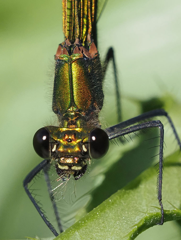 Gebänderte Prachtlibelle, Calopteryx splendens