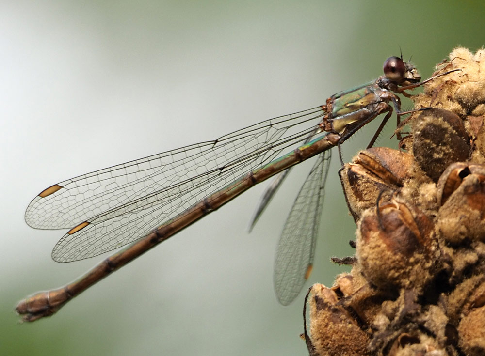 Weidenjungfer, Chalcolestes viridis
