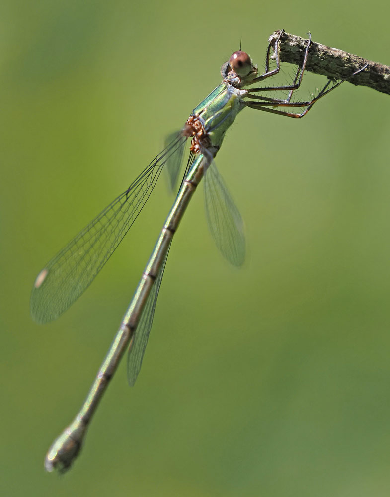 Weidenjungfer, Chalcolestes viridis