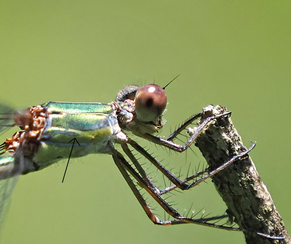 Weidenjungfer, Chalcolestes viridis