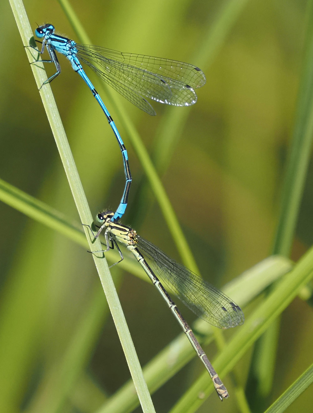 Hufeisen-Azurjungfer, Coenagrion puella