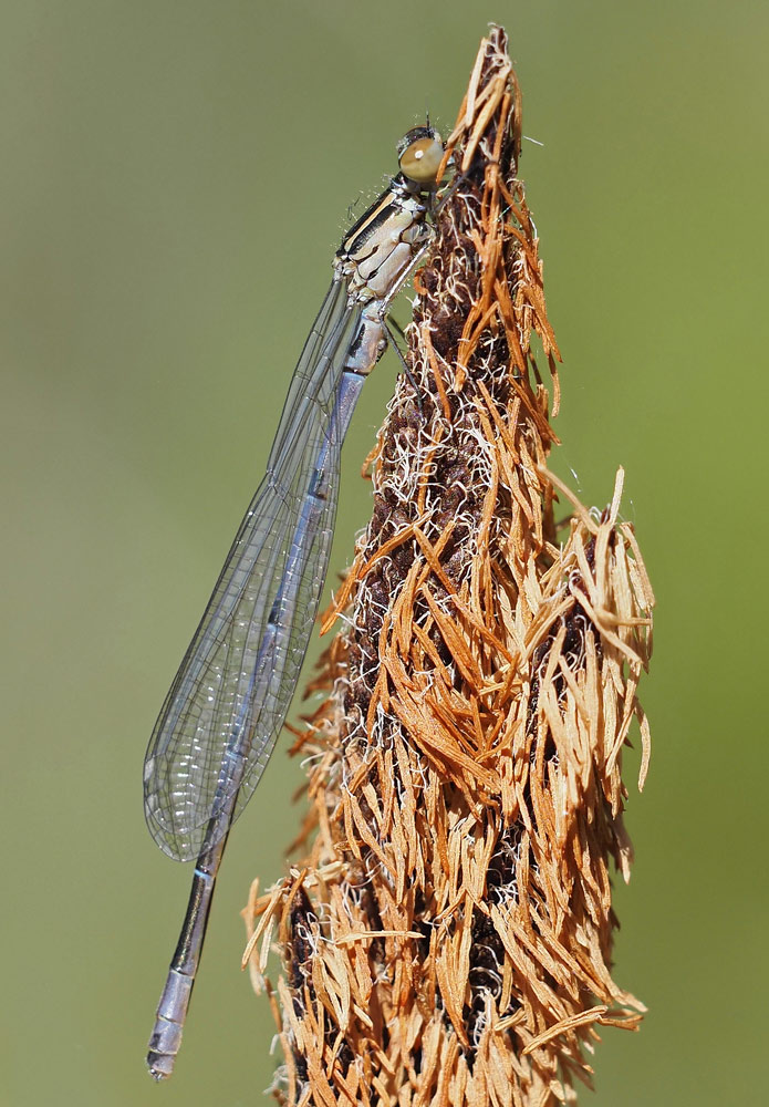 Hufeisen-Azurjungfer, Coenagrion puella