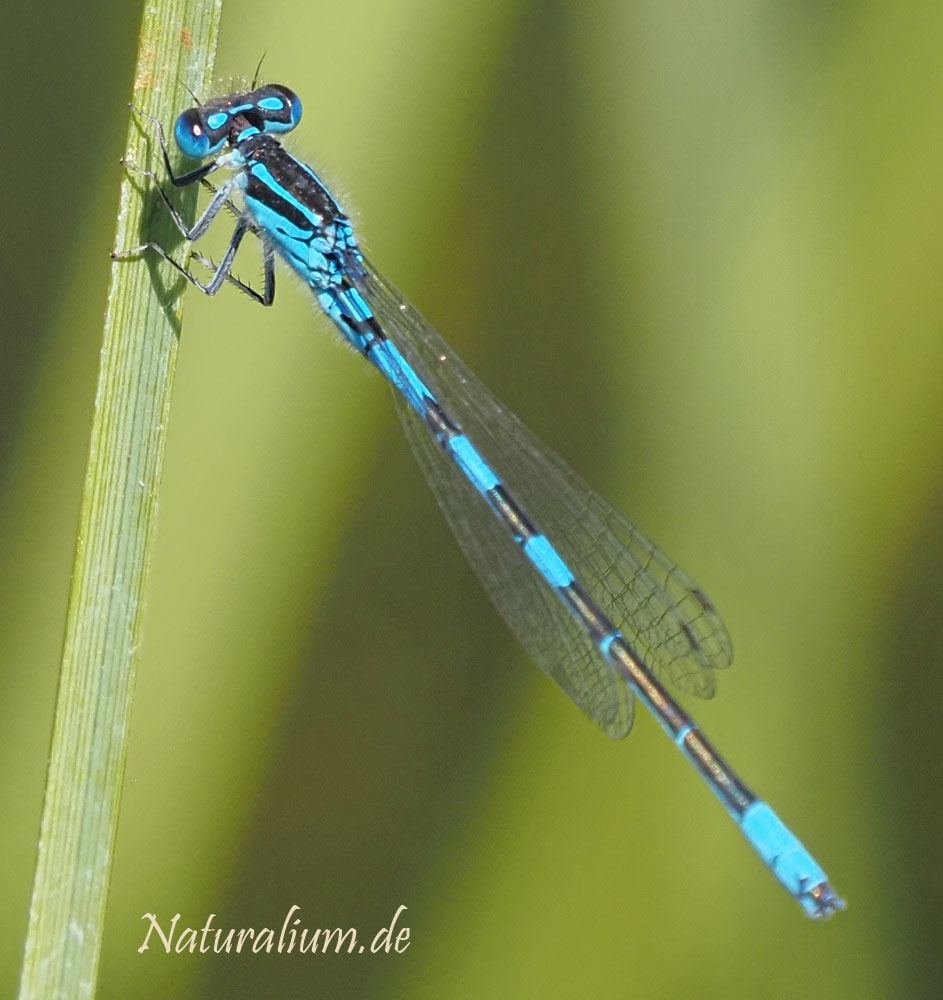 Gabel-Azurjungfer, Coenagrion scitulum Gabel-Azurjungfer, Coenagrion scitulum