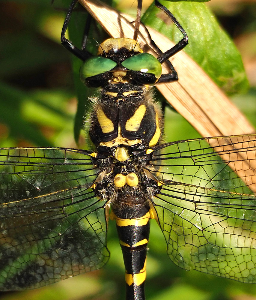 Zweigestreifte Quelljungfer, Cordulegaster boltonii Thorax