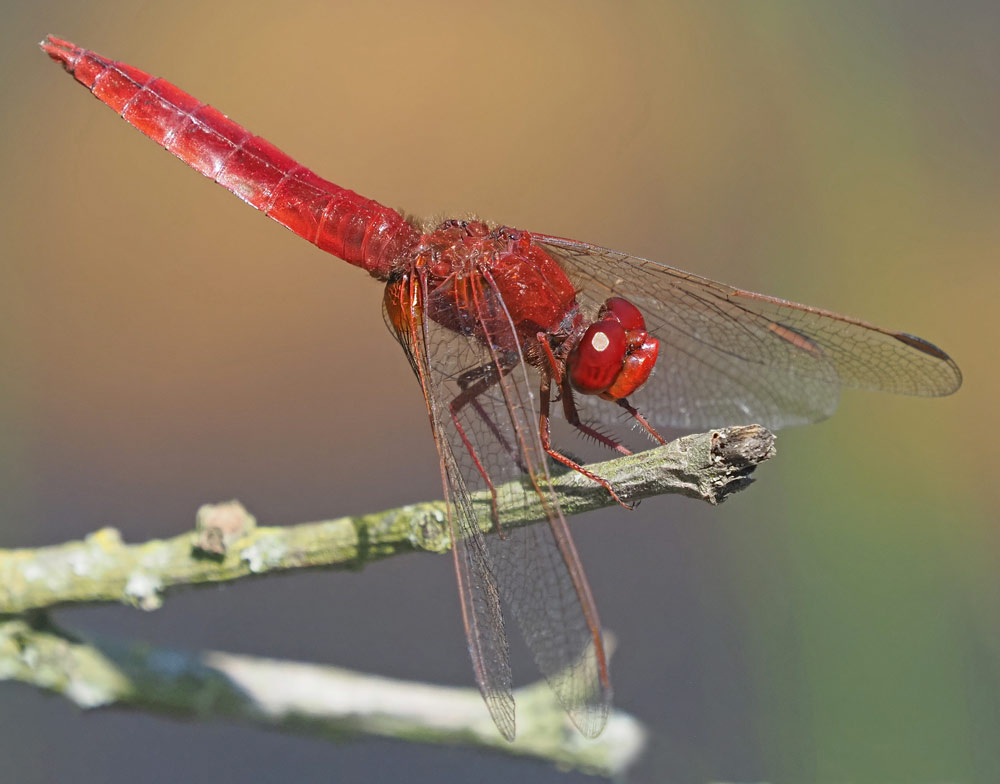 Feuerlibelle, Crocothemis erythraea